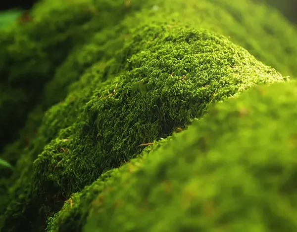 Sustainability